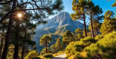 Zubia 2 Sendero entre pinares resinosos en Cumbres Verdes de La Zubia con la silueta caliza del pico Trevenque destacando en Sierra Nevada